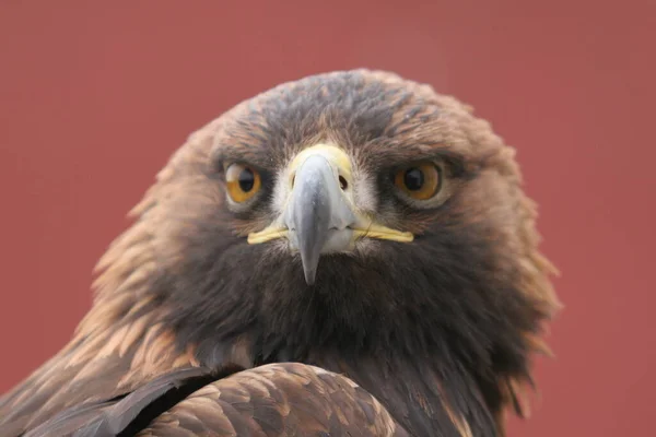 Altın Kartal Kuzey Yarımküre Yaşayan Bir Yırtıcı Kuş Türüdür Yaygın — Stok fotoğraf