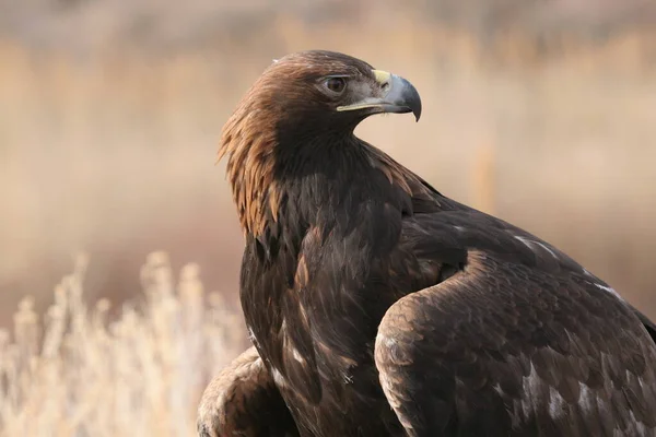 Χρυσός Αετός Είναι Ένα Αρπακτικό Πουλί Που Ζει Στο Βόρειο — Φωτογραφία Αρχείου