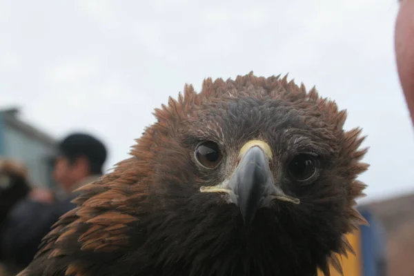 Золотий Орел Хижий Птах Який Живе Північній Півкулі Найпоширеніший Вид — стокове фото