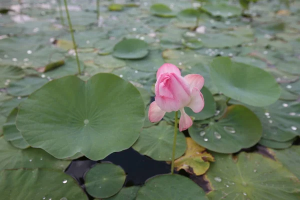 Lotus Réfère Une Espèce Plantes Herbacées Aquatiques Vivaces Dont Rhizome — Photo