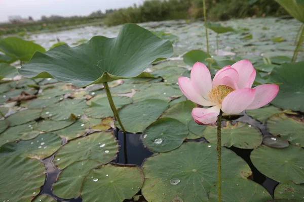 Lotus Réfère Une Espèce Plantes Herbacées Aquatiques Vivaces Dont Rhizome — Photo