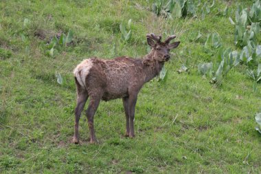 Almaty bölgesindeki Kaskelen vadisindeki Maral çiftliği. 13 Mayıs. 2006.