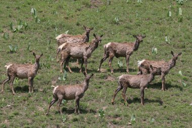 Almaty bölgesindeki Kaskelen vadisindeki Maral çiftliği. 13 Mayıs. 2006.