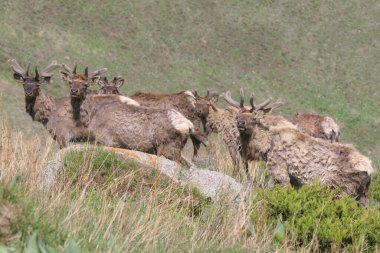 Almaty bölgesindeki Kaskelen vadisindeki Maral çiftliği. 13 Mayıs. 2006.