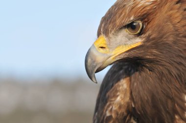 Altın kartal, Kuzey Yarımküre 'de yaşayan bir yırtıcı kuş türüdür. Bu en yaygın kartal türüdür. Tüm kartallar gibi o da Accipitridae ailesine ait..