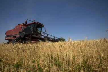 Harvesting bread with a combine harvester in the Almaty region in Kazakhstan