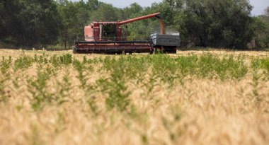 Harvesting bread with a combine harvester in the Almaty region in Kazakhstan