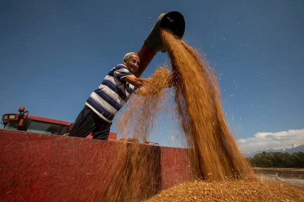 Farmer Watches Grain Loaded Machine While Harvesting Bread Combine Harvester — Foto de Stock