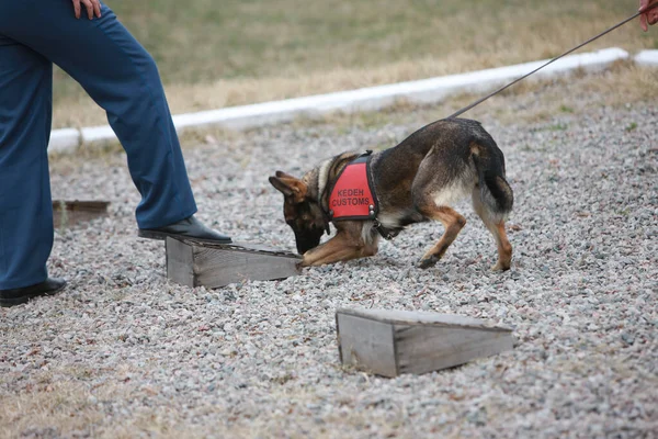 Customs cynological service works out with dogs on polygon action. October 29. 2010.