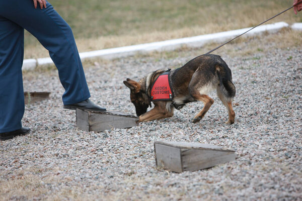 Таможенная кинологическая служба работает с собаками на полигоне. 29 октября. 2010 год.