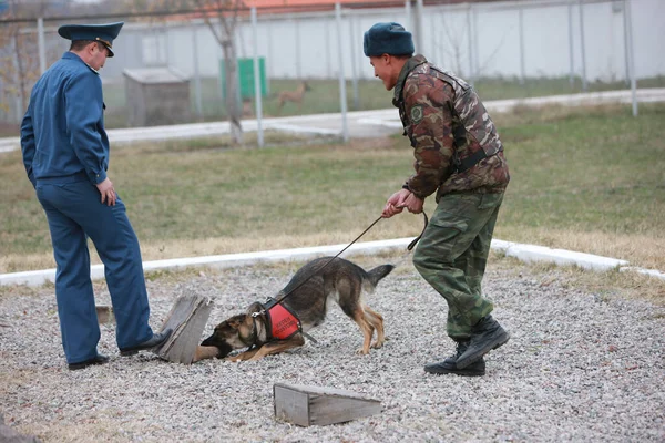 Customs Cynological Service Works Out Dogs Polygon Action October 2010 — Stockfoto
