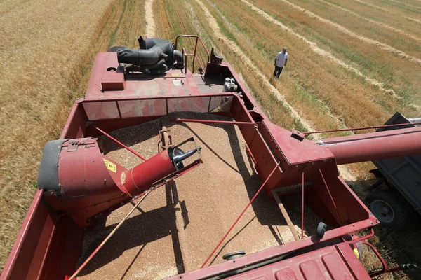 Wheat Harvest Kazakhstan 2021 — Zdjęcie stockowe