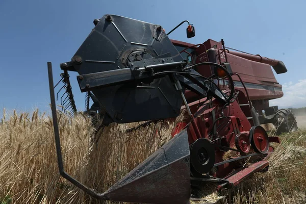 Wheat Harvest Kazakhstan 2021 — Zdjęcie stockowe