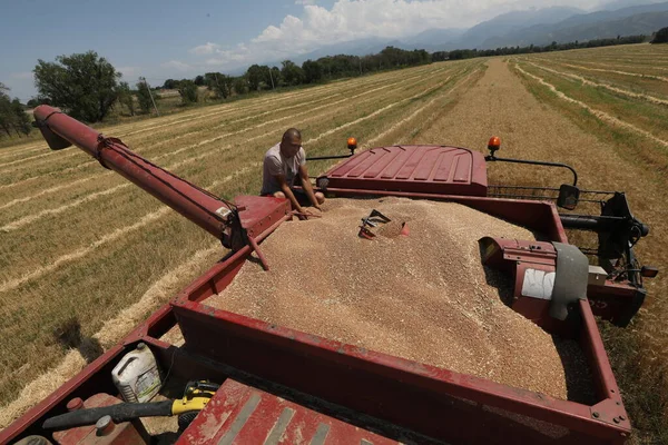 Wheat Harvest Kazakhstan 2021 — 图库照片