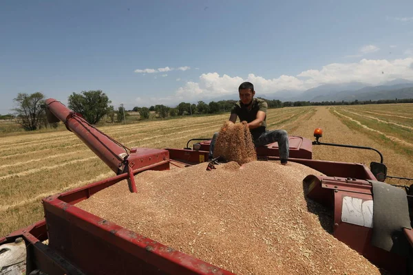 Wheat Harvest Kazakhstan 2021 — Foto de Stock