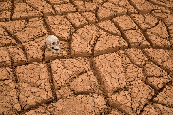 The skull lies in the desert on the cracked earth.