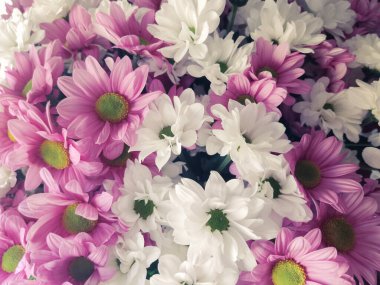 Kasımpatı beyaz ve pembe çiçek buketi büyük