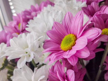 Kasımpatı beyaz ve pembe çiçek buketi büyük