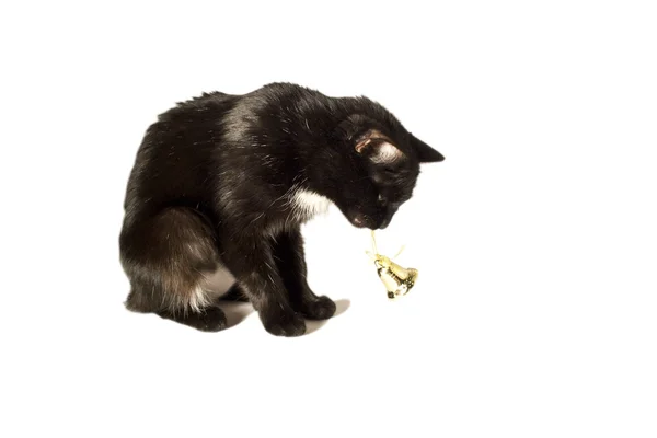 Um gato com um sino — Fotografia de Stock