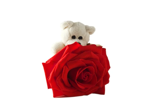 Rose flower and teddy bear — Stock Photo, Image