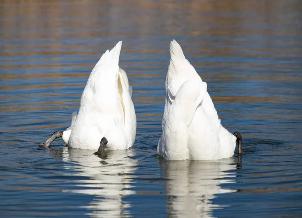 Spring Dance Swans Stock Image