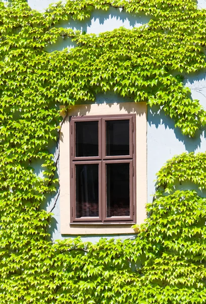 Old window framed by the vine, Bamberg — Stock Photo, Image
