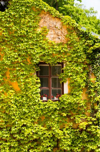 Window framed by the vine, Orlik Castle, Czech Republic — Stock Photo, Image