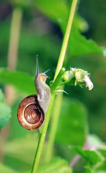 Snail in slow motion — Stock Photo, Image