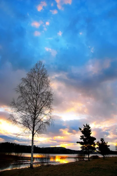Захід сонця і берези дерево — стокове фото