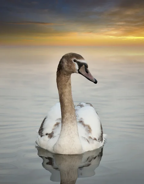Young swan — Stock Photo, Image