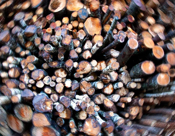 Pile of logs — Stock Photo, Image