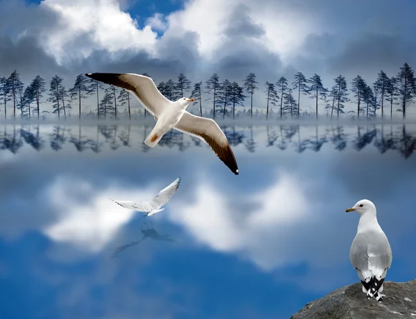 Jezioro z seagulls — Zdjęcie stockowe