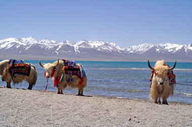 Tibet yaks