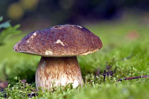 Пенни-булочный гриб — стоковое фото