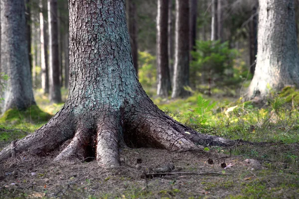 Albero radicato — Foto Stock