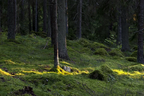 Foresta con luce solare — Foto Stock