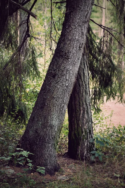 Duas árvores — Fotografia de Stock