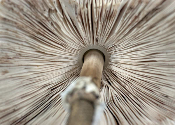Parasol mushroom — Stock Photo, Image