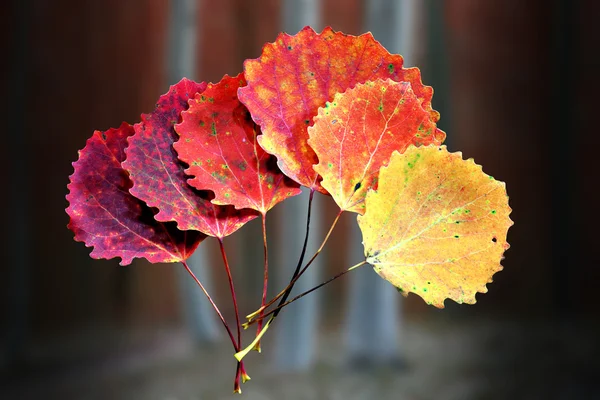 Six autumn aspen leaves — Stock Photo, Image