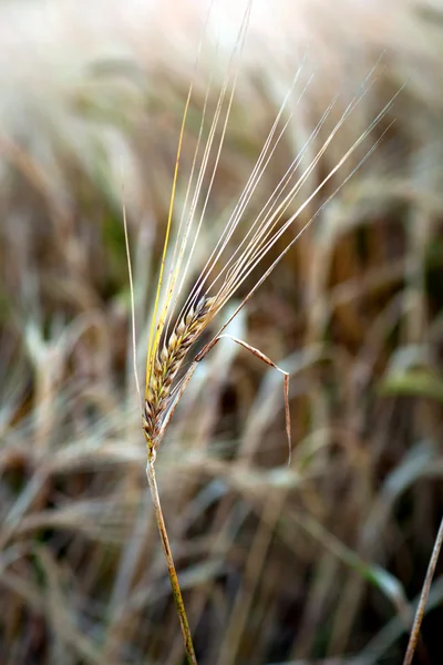 Grano in campo — Foto Stock