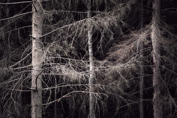 Floresta assustadora — Fotografia de Stock