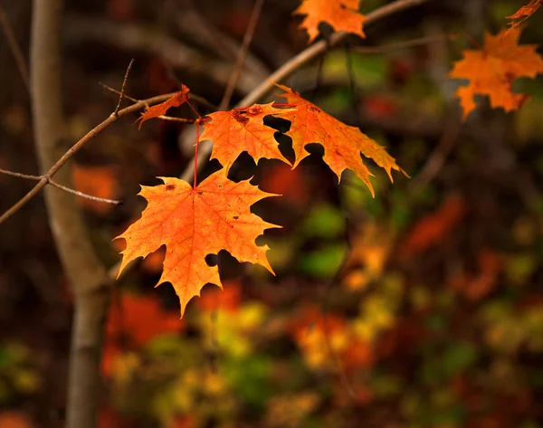 Feuilles d'automne rouges — Photo