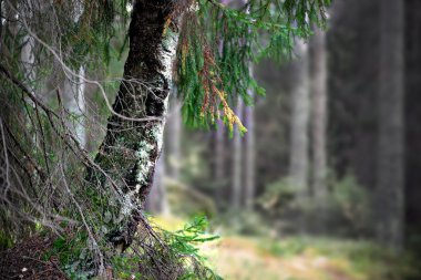 yaşlı ağacın gövde