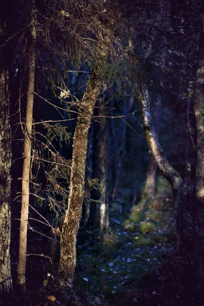 Tronco de árvore velha na luz da noite — Fotografia de Stock