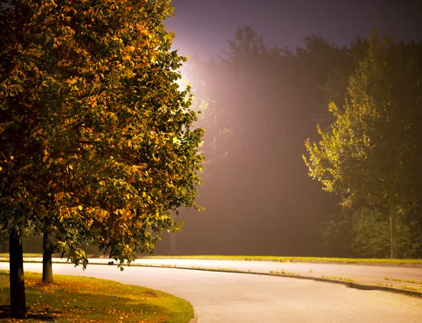 Calle con árbol en la noche —  Fotos de Stock