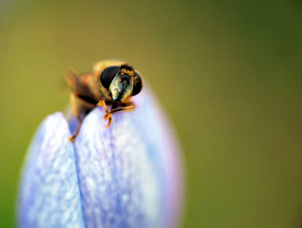 Včela na crocus květ — Stock fotografie