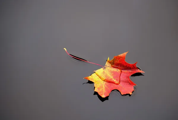 Maple leaf in water — Stock Photo, Image