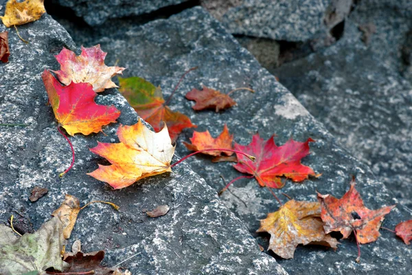 Esdoorn bladeren op trap — Stockfoto