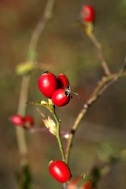 Rose HIPS