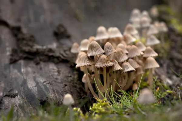Ciuperci — Fotografie, imagine de stoc